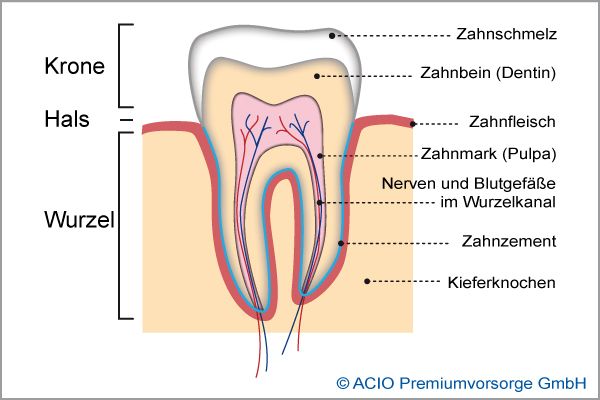 Endodontie - Zahn im Querschnitt